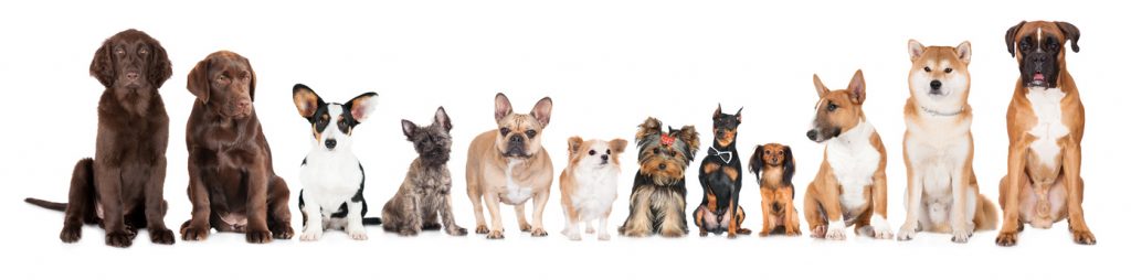 Hundekauf, welcher Hund soll es sein