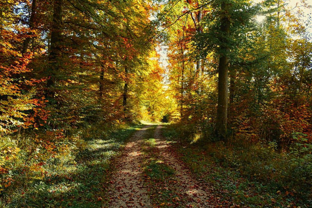 Goldener Herbstwald