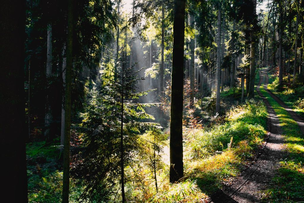 Im Schluchtenwald