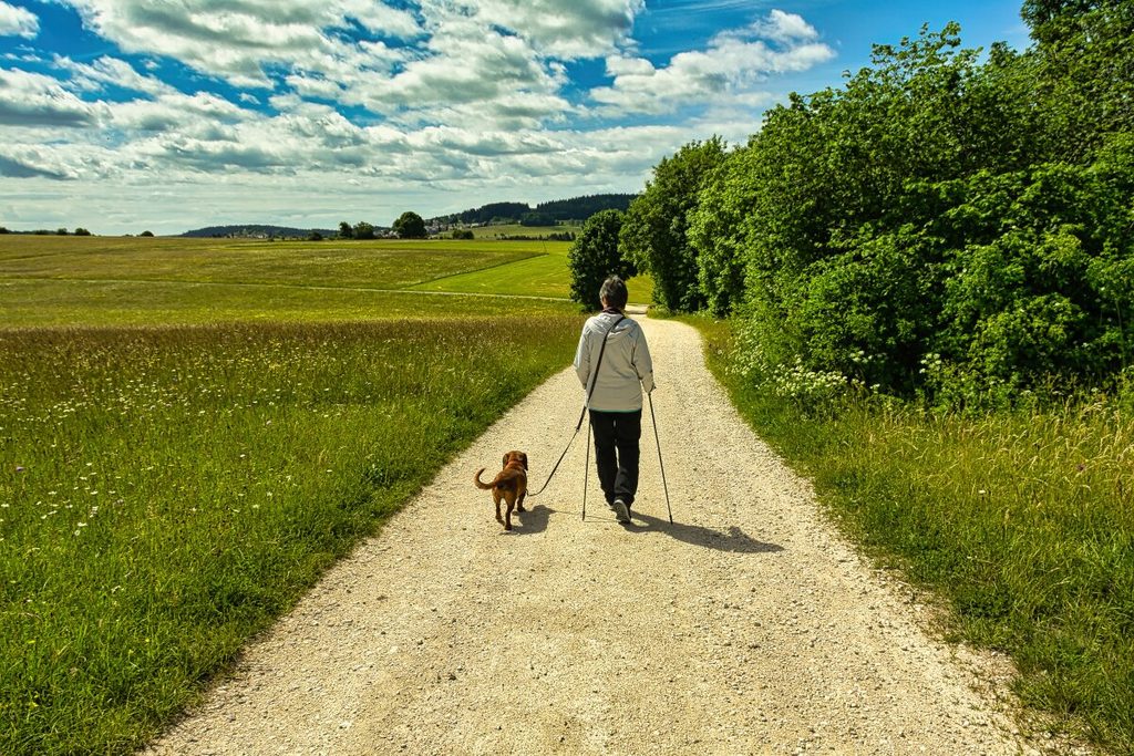 Entspannte Hundewanderung