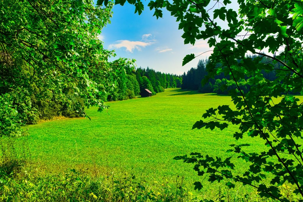 Wald und Landschaftsfotografie